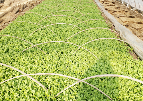 1648271361700278.jpg 水稻育苗培育環(huán)境.jpg