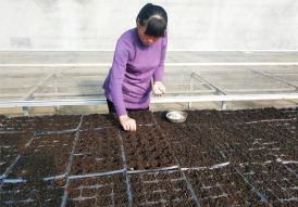 普田潤(rùn)生物有機(jī)肥 普田潤(rùn)生物有機(jī)肥